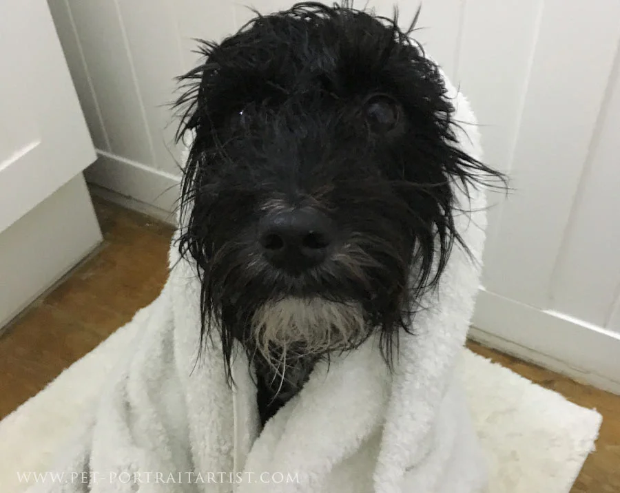 Lily in the Bath Lily the Tibetan Terrier standing patiently in a bathtub during her bath.