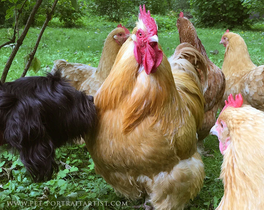 Lily Sniffing Chickens Lily the Tibetan Terrier curiously sniffing a Buff Orpington chicken in the garden.