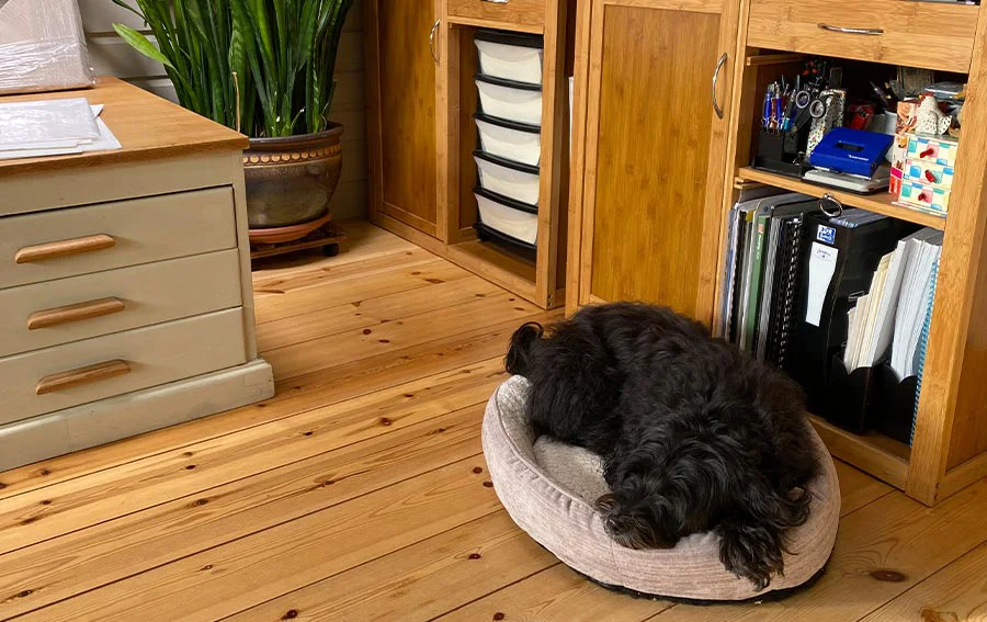 Lily the Tibetan Terrier comfortably curled up on a discarded coat on the studio floor, highlighting her cozy and adaptable nature.