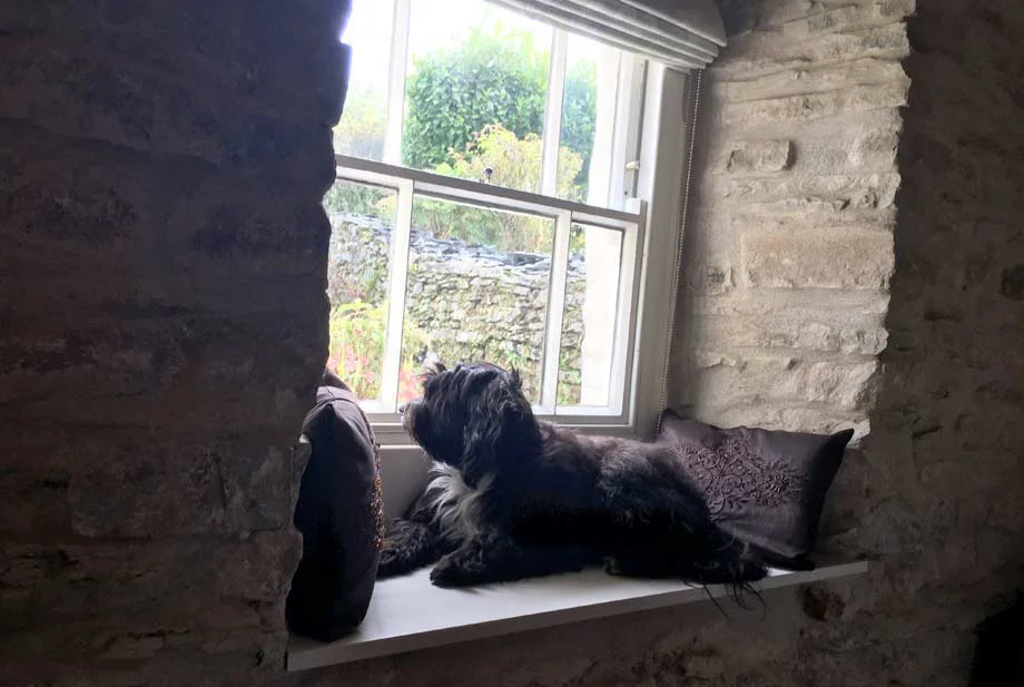 Lily at the Sash Window Lily the Tibetan Terrier dog looking contentedly out of a beautifully restored sash window in the Welsh cottage.