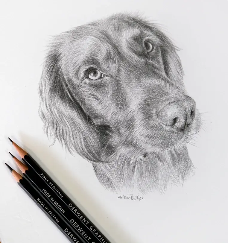 8x6 inch pencil portrait gift of Bramble the cat, hand-drawn by Melanie Phillips