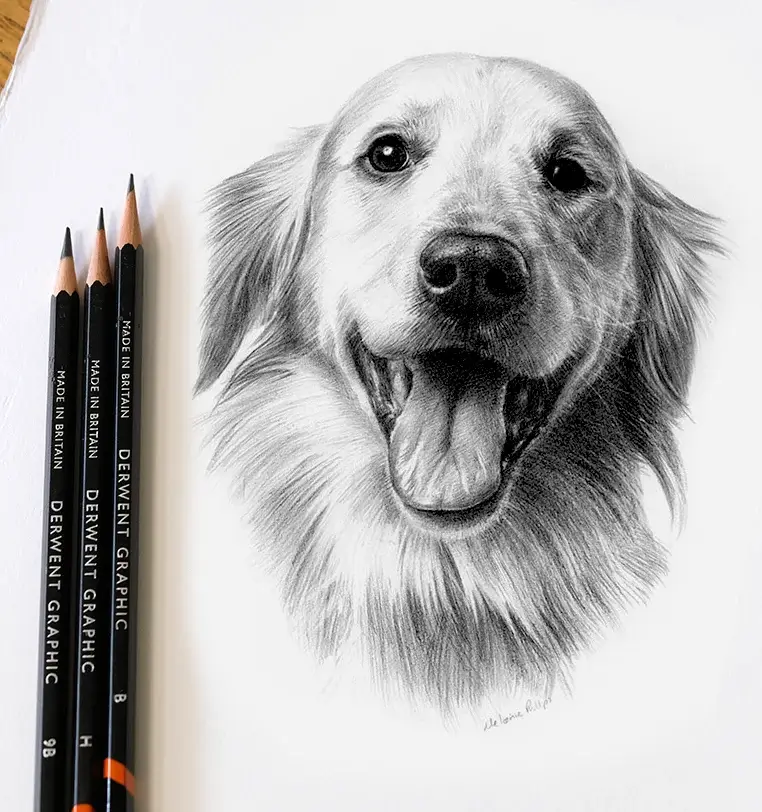 8x6 inch pencil portrait gift of Doc the dog, hand-drawn by Melanie Phillips