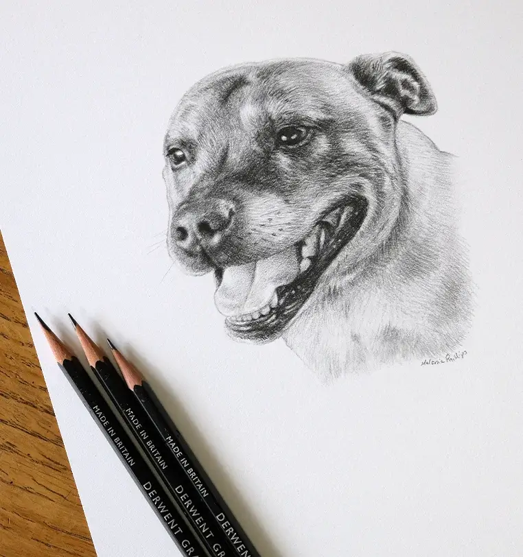 8x6 inch pencil portrait gift of Cuba the dog, hand-drawn by Melanie Phillips