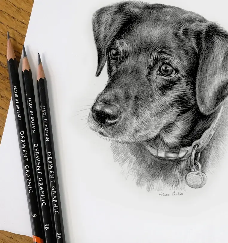 8x6 inch pencil portrait gift of Willow the dog, hand-drawn by Melanie Phillips