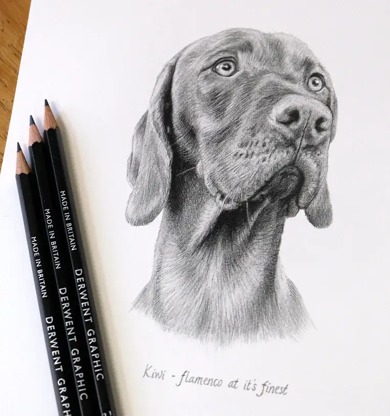 8x6 inch pencil portrait gift of Gianni the dog, hand-drawn by Melanie Phillips