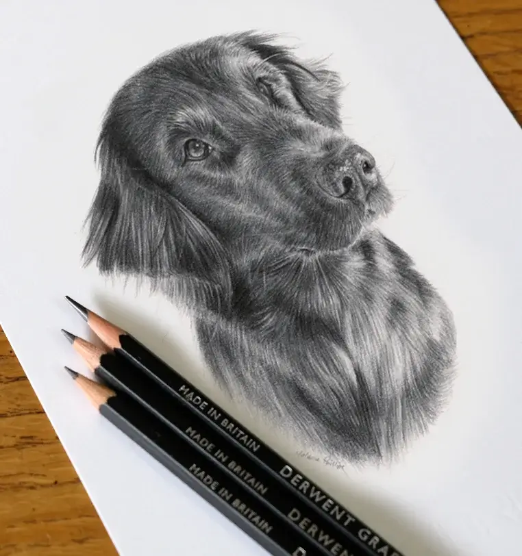 8x6 inch pencil portrait gift of Saffy the dog, hand-drawn by Melanie Phillips