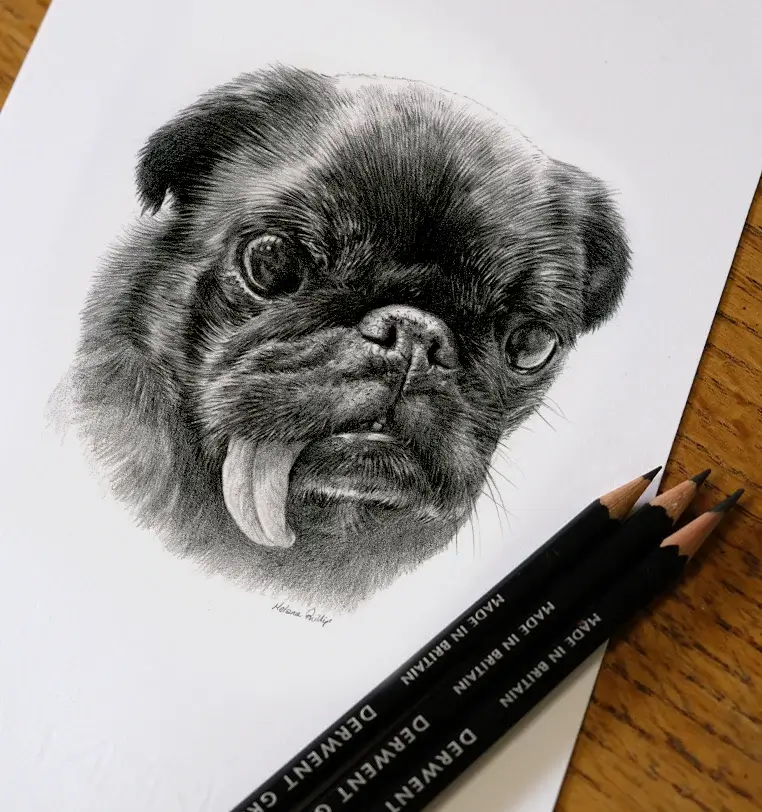 8x6 inch pencil portrait gift of Chinook the dog, hand-drawn by Melanie Phillips